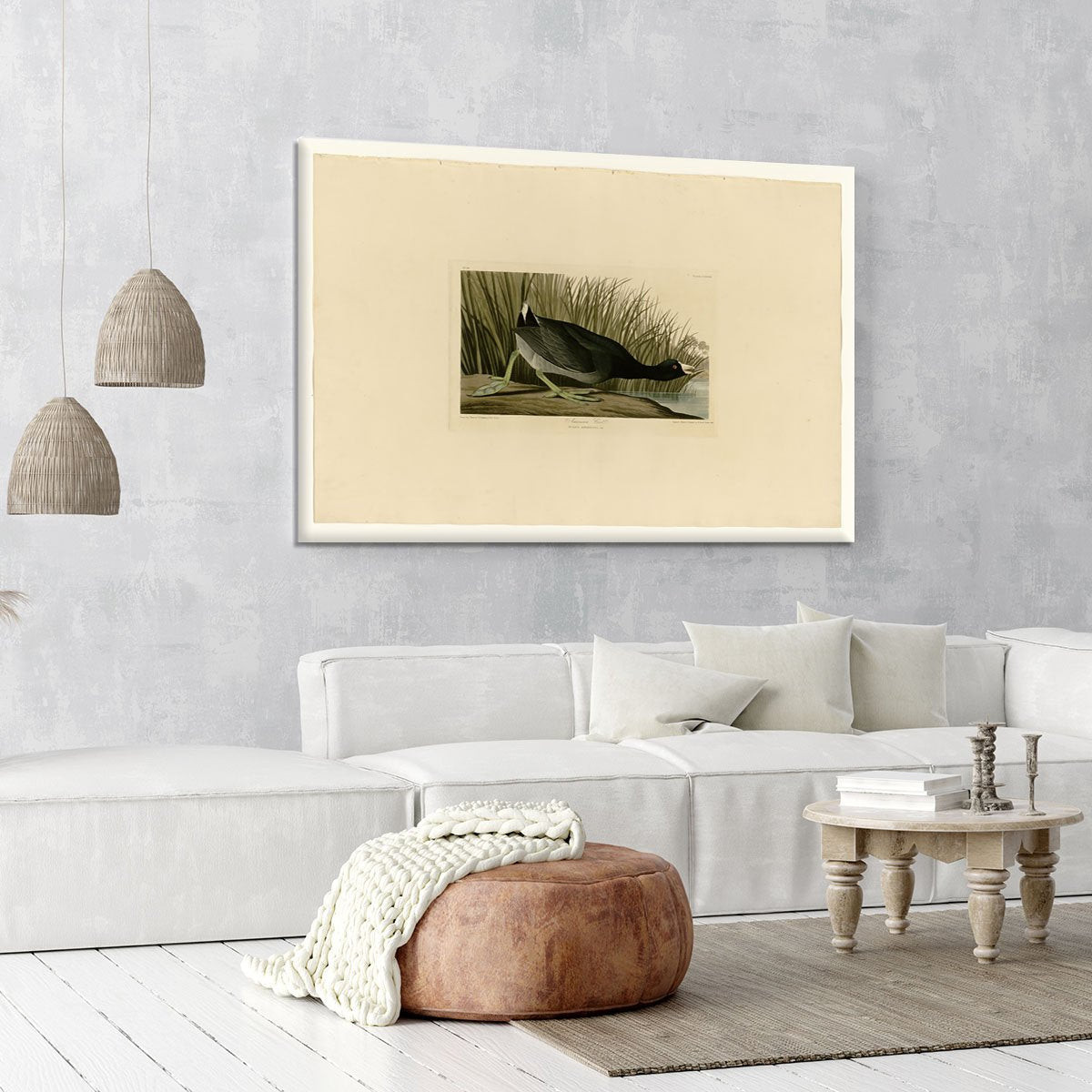 American Coot by Audubon Canvas Print or Poster