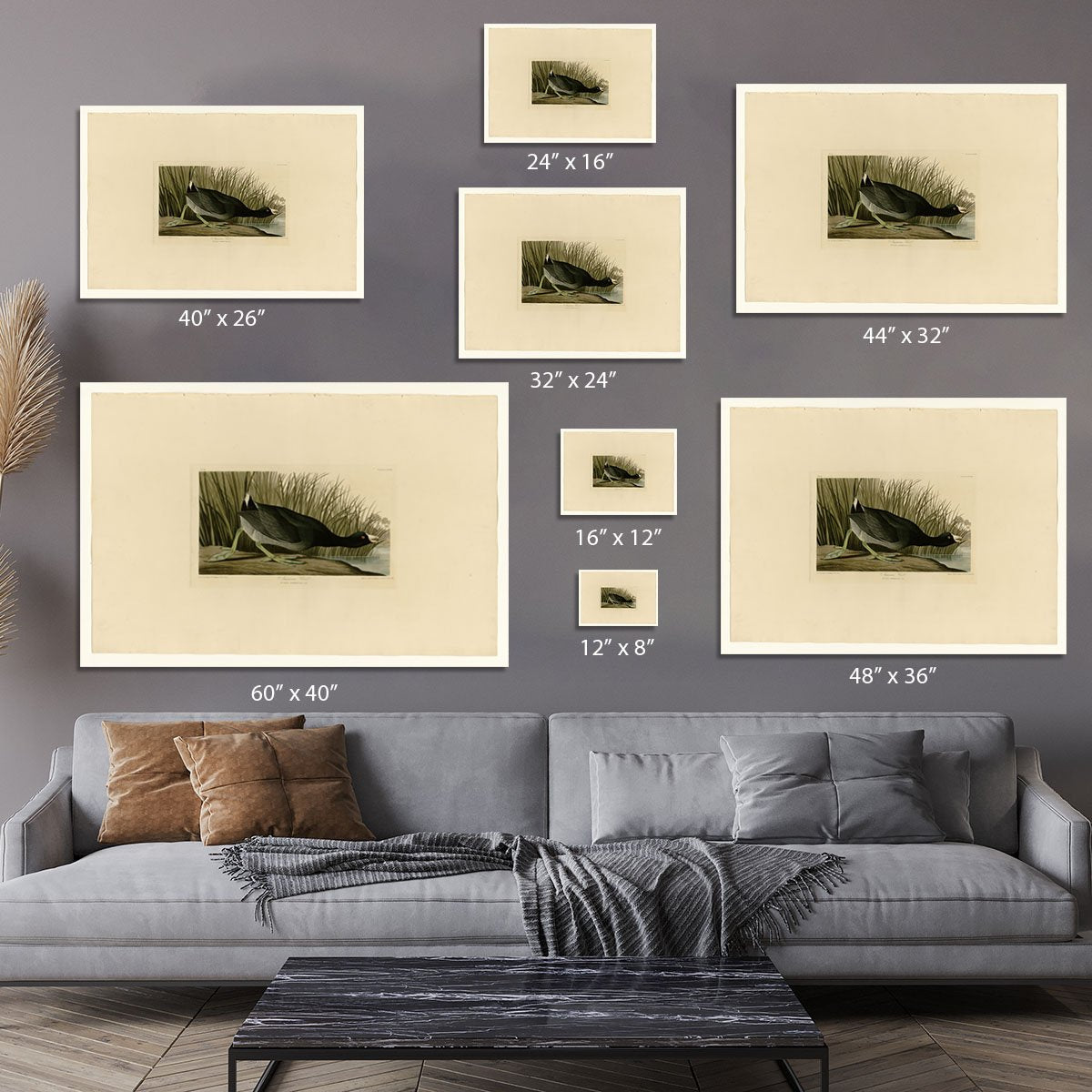 American Coot by Audubon Canvas Print or Poster