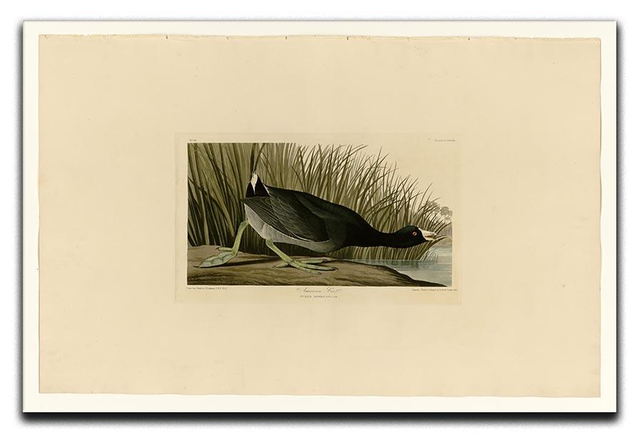 American Coot by Audubon Canvas Print or Poster - Canvas Art Rocks - 1