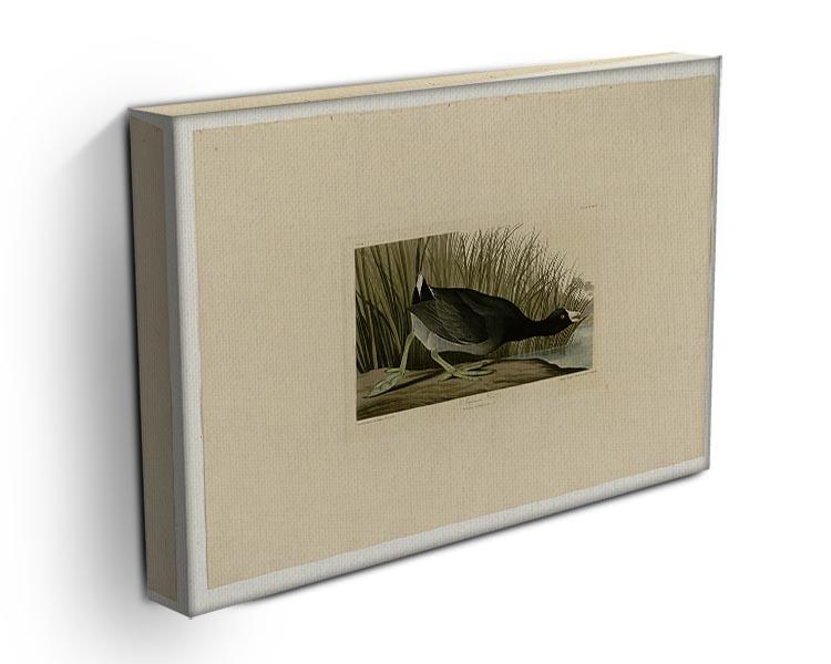 American Coot by Audubon Canvas Print or Poster - Canvas Art Rocks - 3