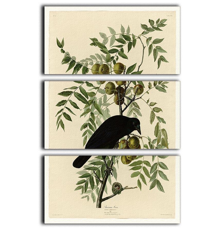 American Crow by Audubon 3 Split Panel Canvas Print - Canvas Art Rocks - 1
