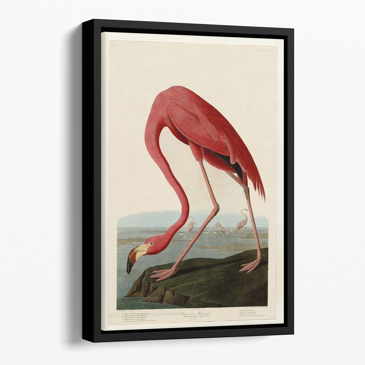 American Flamingo 2 by Audubon Floating Framed Canvas