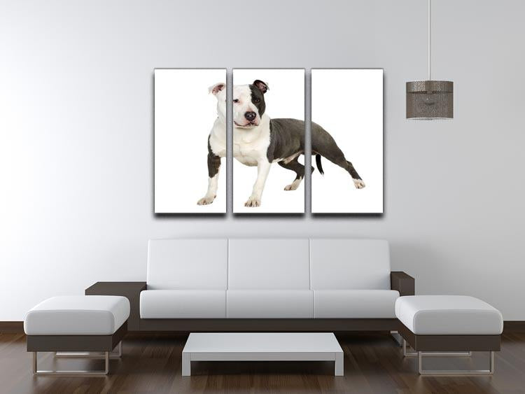 American Staffordshire terrier 3 Split Panel Canvas Print - Canvas Art Rocks - 3