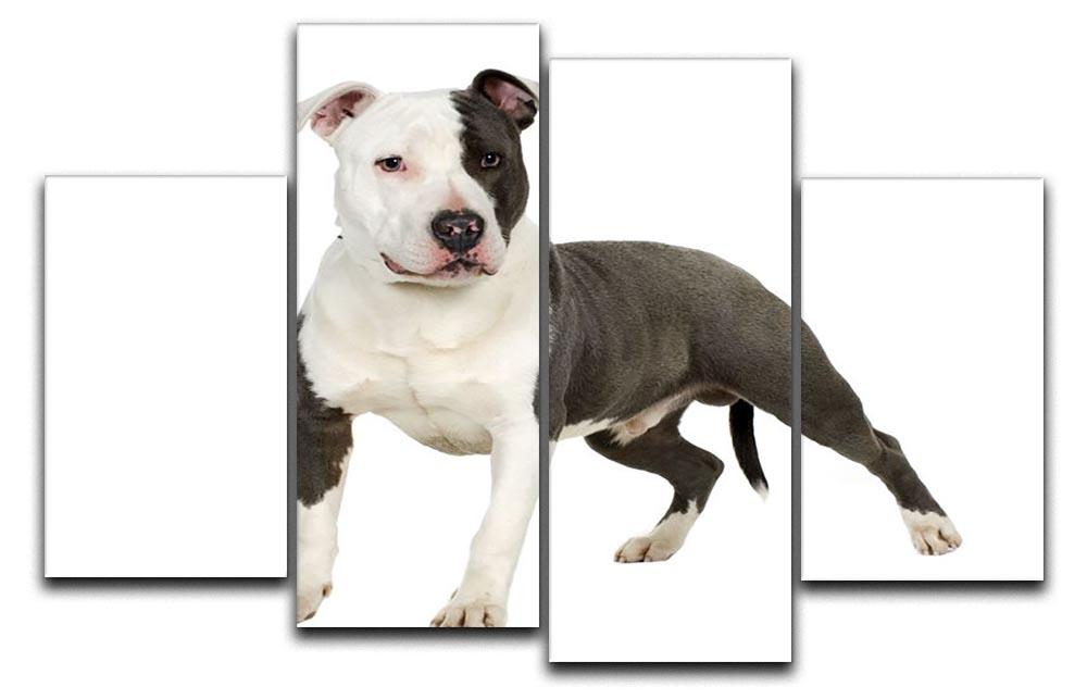 American Staffordshire terrier 4 Split Panel Canvas - Canvas Art Rocks - 1
