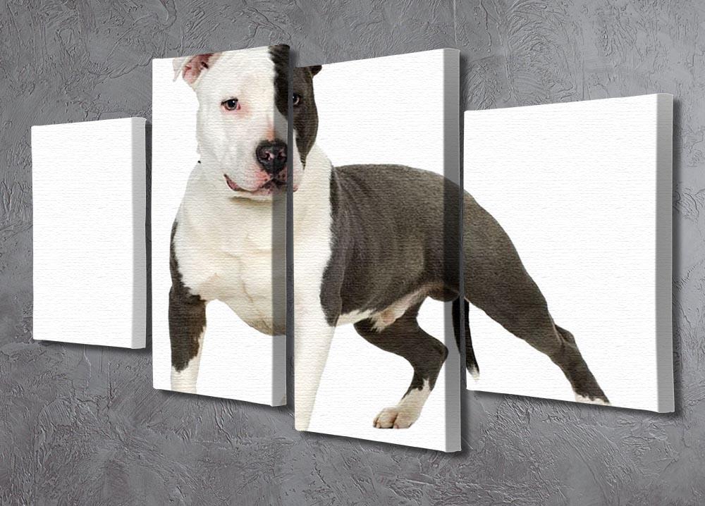 American Staffordshire terrier 4 Split Panel Canvas - Canvas Art Rocks - 2