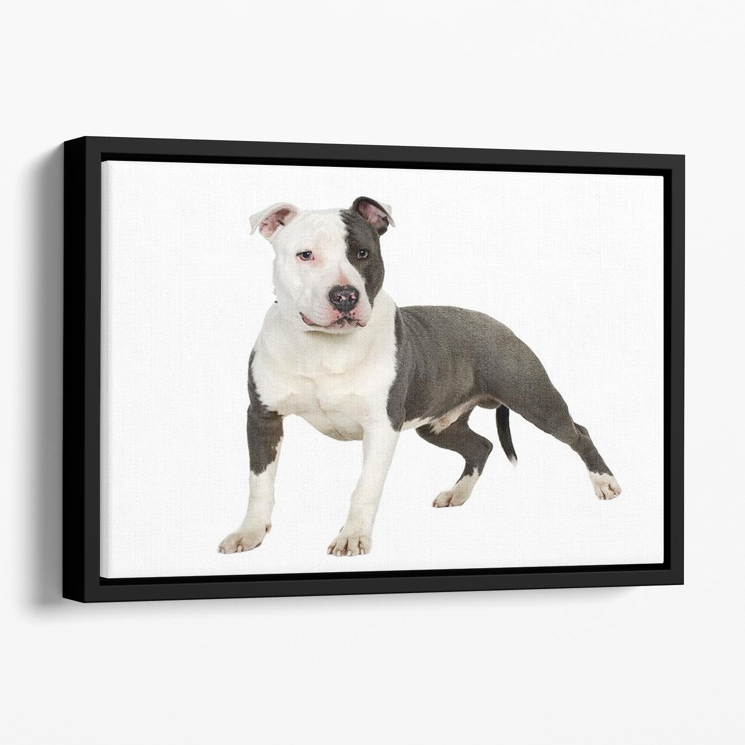 American Staffordshire terrier Floating Framed Canvas - Canvas Art Rocks - 1