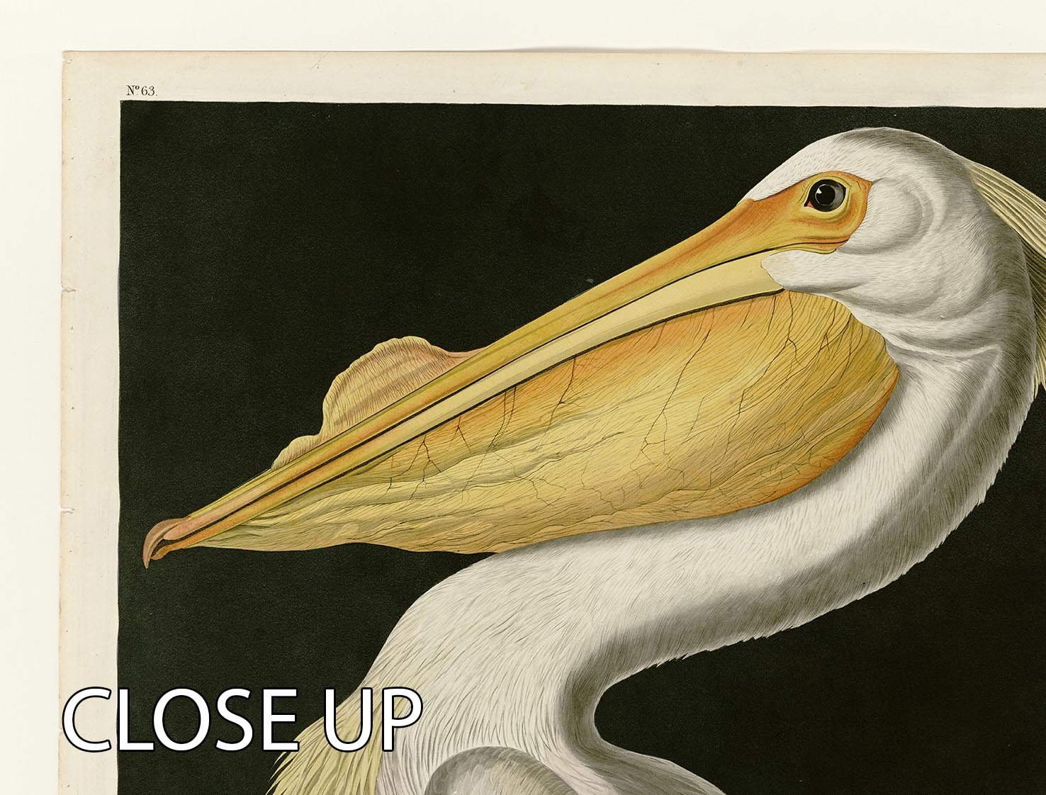 American White Pelican by Audubon 3 Split Panel Canvas Print - Canvas Art Rocks - 3