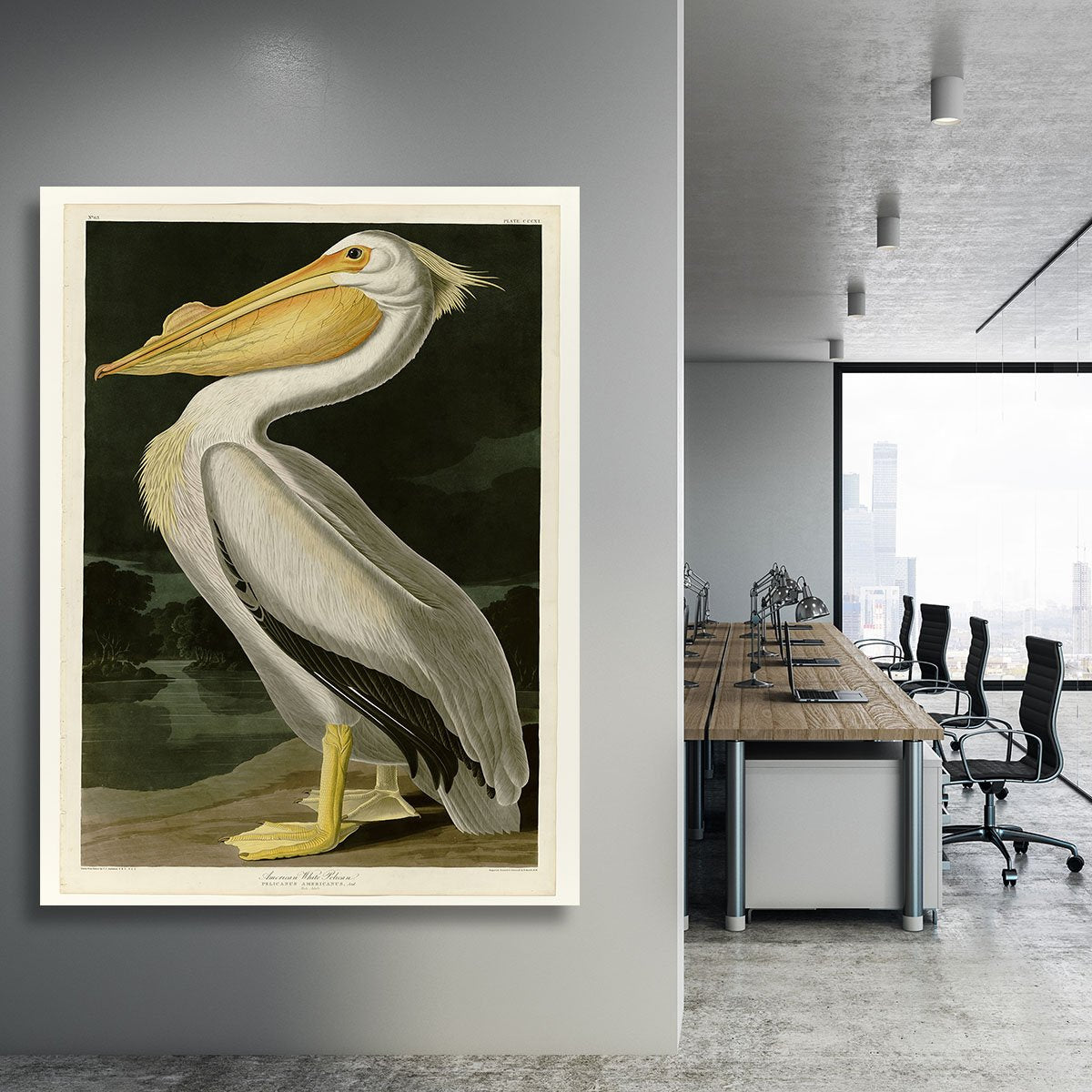 American White Pelican by Audubon Canvas Print or Poster