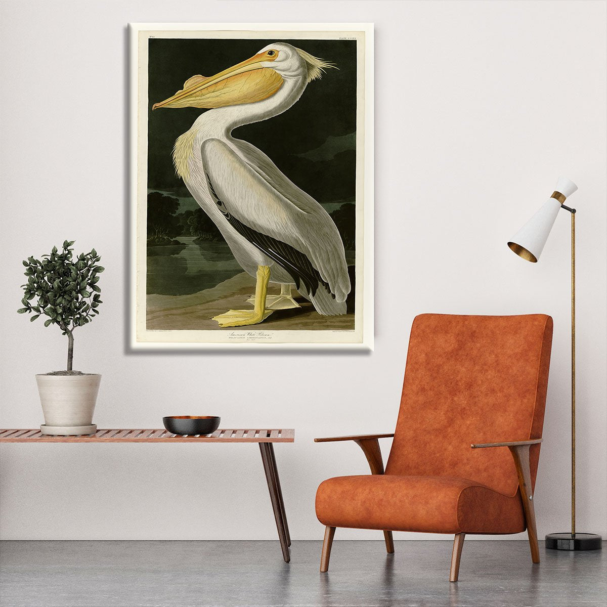 American White Pelican by Audubon Canvas Print or Poster