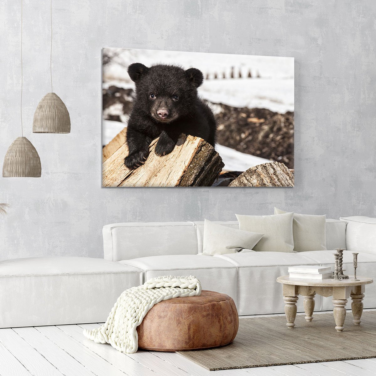 American black bear cub Canvas Print or Poster