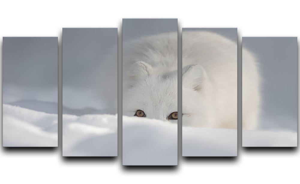 An Arctic Fox peering over a snow drift 5 Split Panel Canvas - Canvas Art Rocks - 1