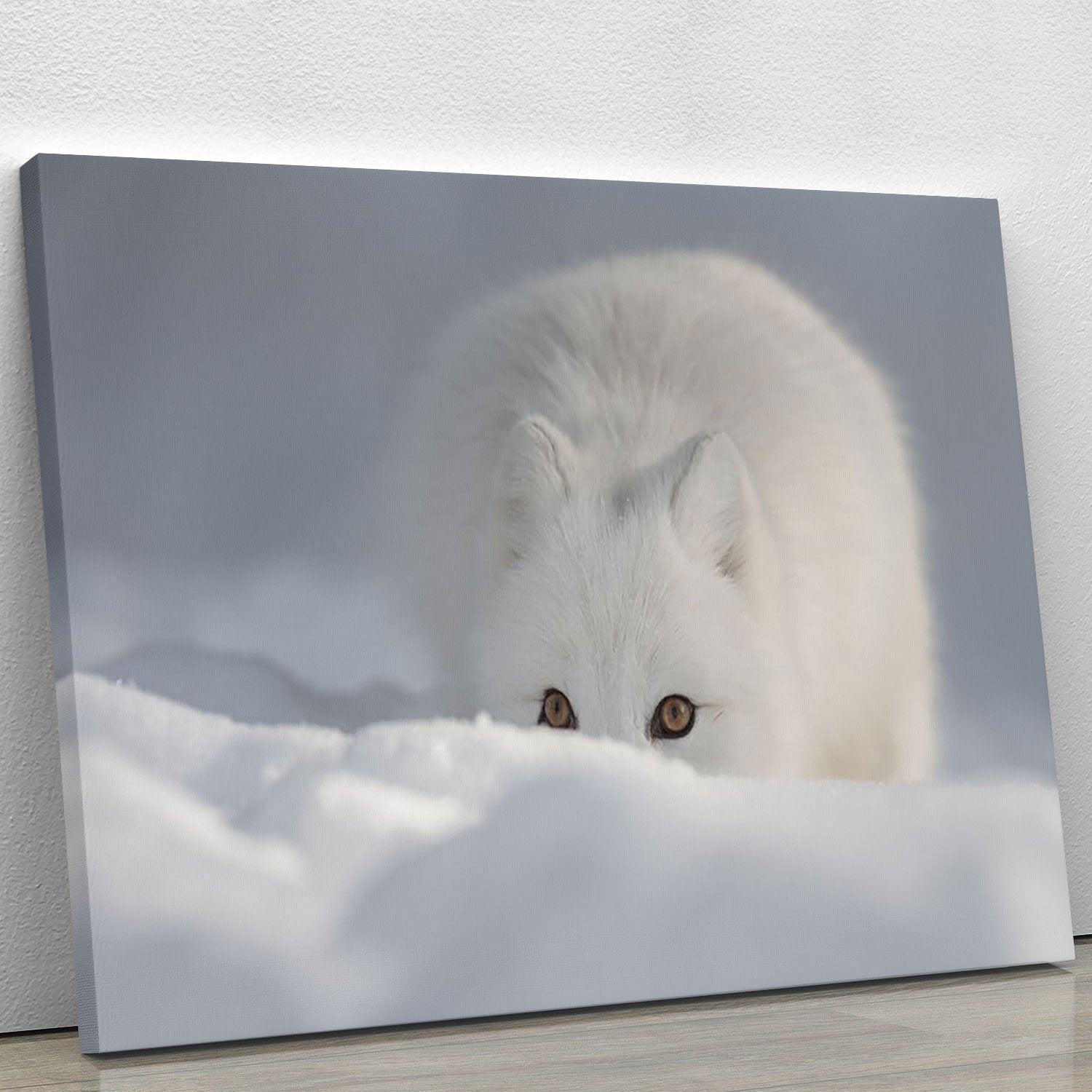 An Arctic Fox peering over a snow drift Canvas Print or Poster