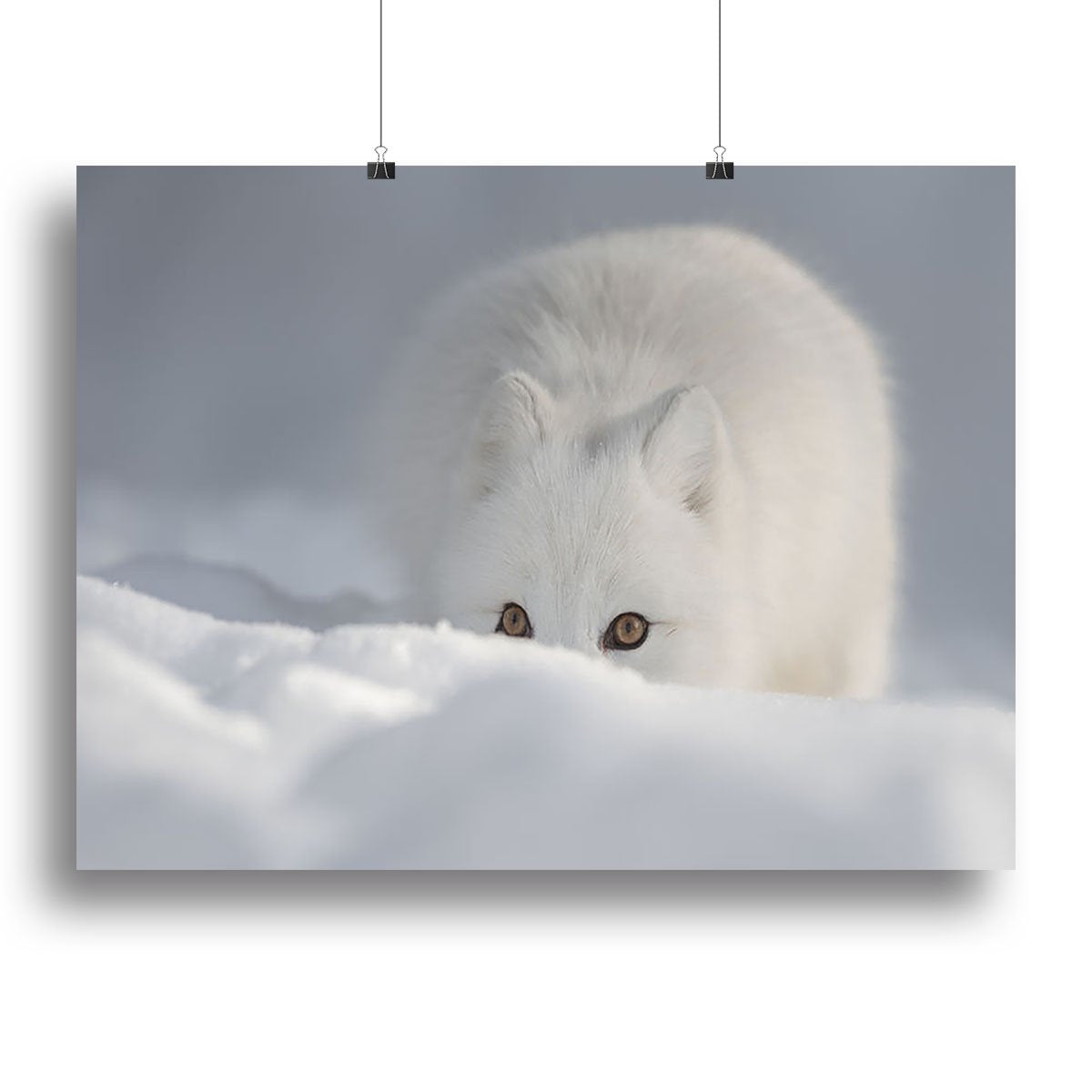 An Arctic Fox peering over a snow drift Canvas Print or Poster