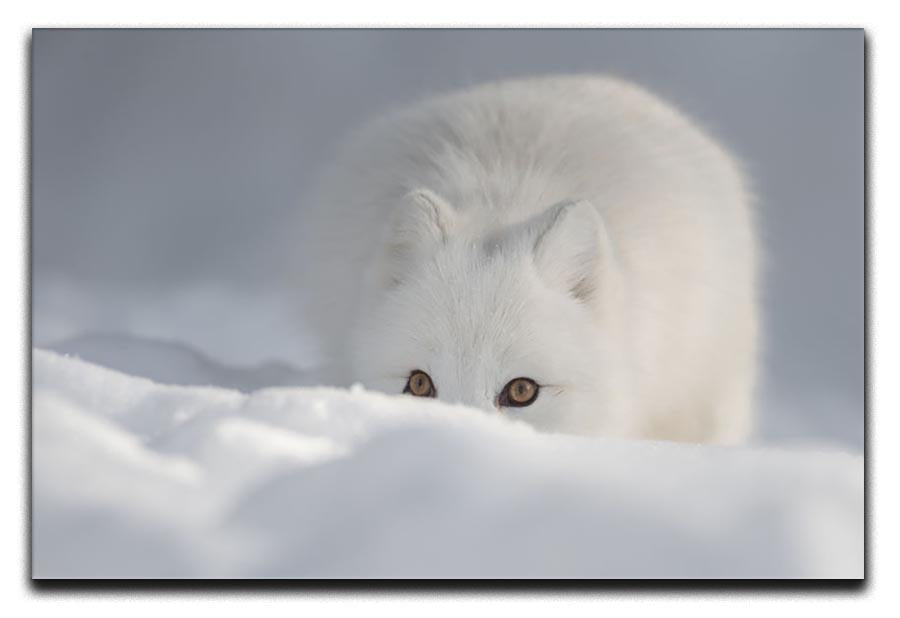 An Arctic Fox peering over a snow drift Canvas Print or Poster - Canvas Art Rocks - 1