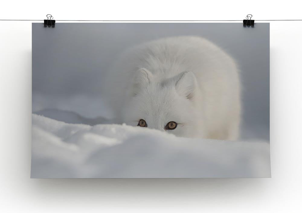 An Arctic Fox peering over a snow drift Canvas Print or Poster - Canvas Art Rocks - 2