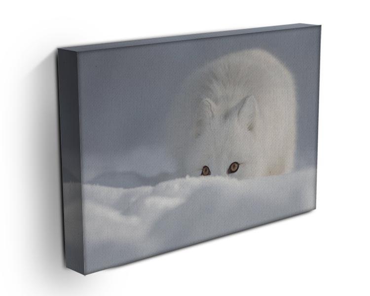 An Arctic Fox peering over a snow drift Canvas Print or Poster - Canvas Art Rocks - 3