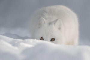 An Arctic Fox peering over a snow drift Wall Mural Wallpaper - Canvas Art Rocks - 1