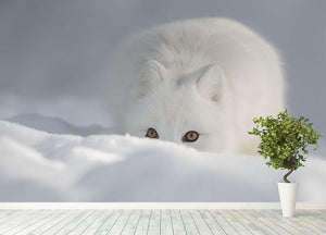 An Arctic Fox peering over a snow drift Wall Mural Wallpaper - Canvas Art Rocks - 4