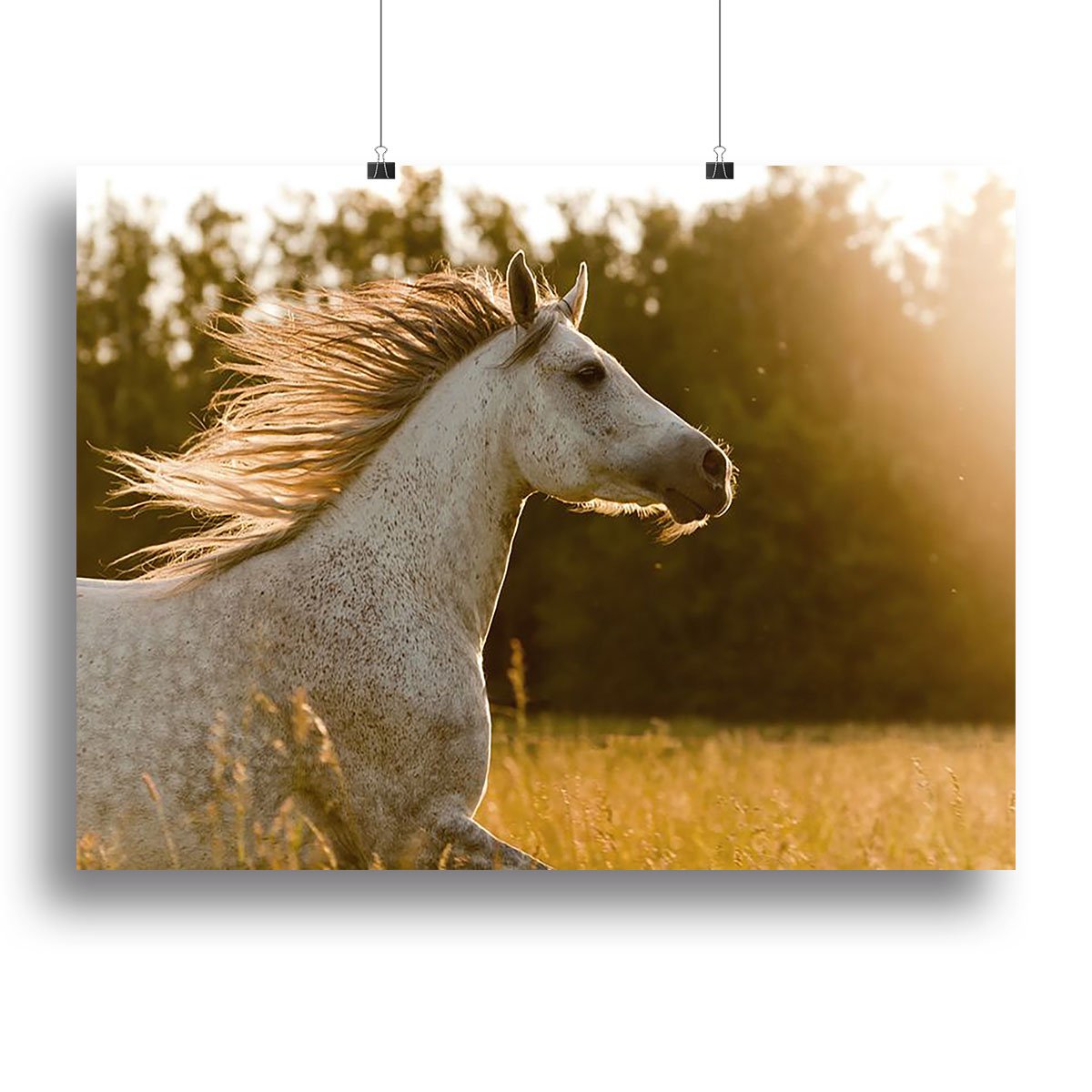 Arab horse in sunset Canvas Print or Poster
