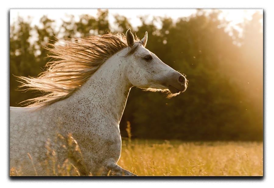 Arab horse in sunset Canvas Print or Poster - Canvas Art Rocks - 1