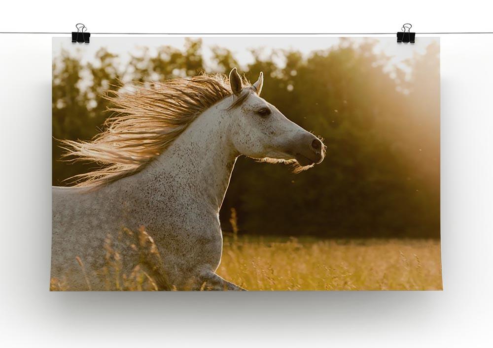 Arab horse in sunset Canvas Print or Poster - Canvas Art Rocks - 2