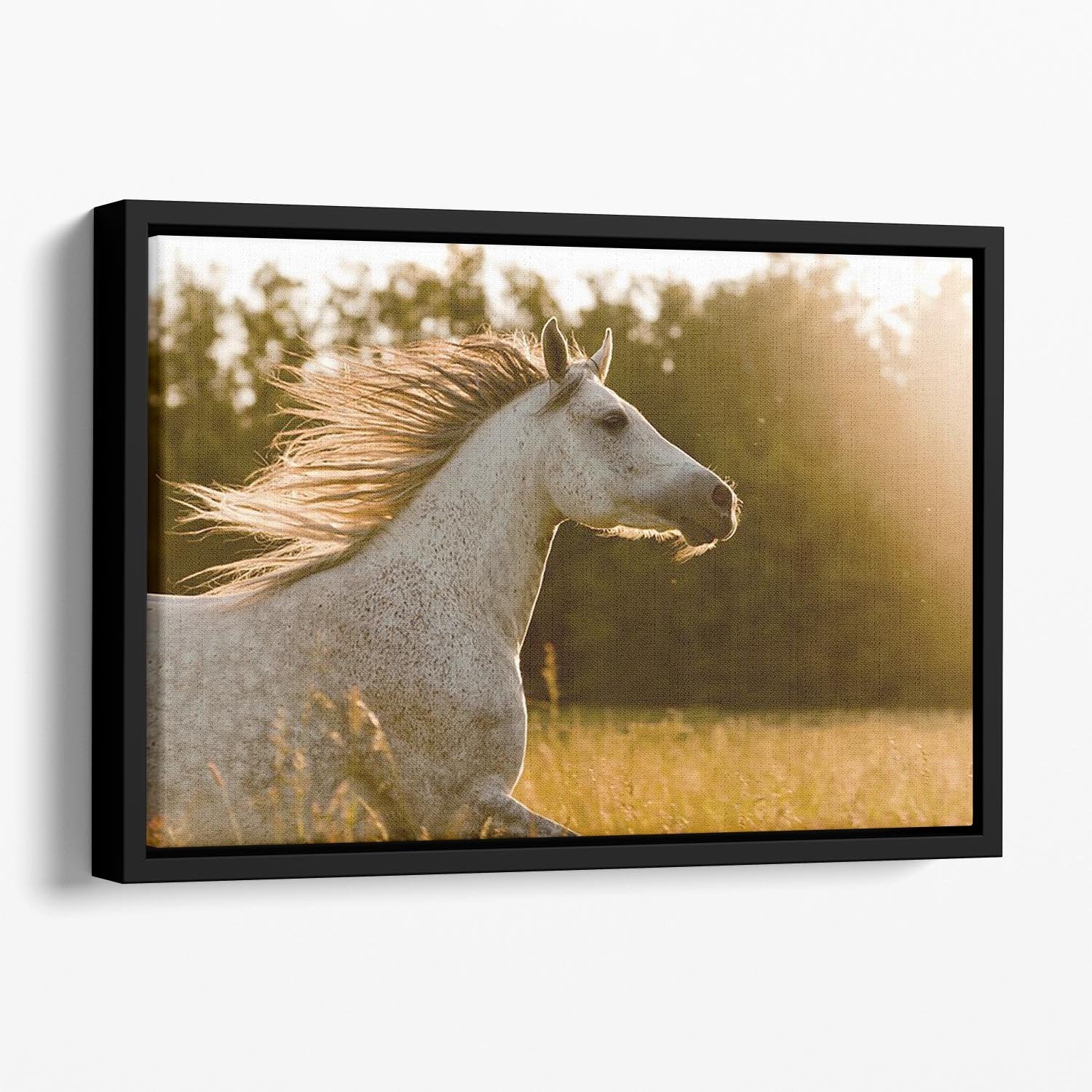Arab horse in sunset Floating Framed Canvas - Canvas Art Rocks - 1