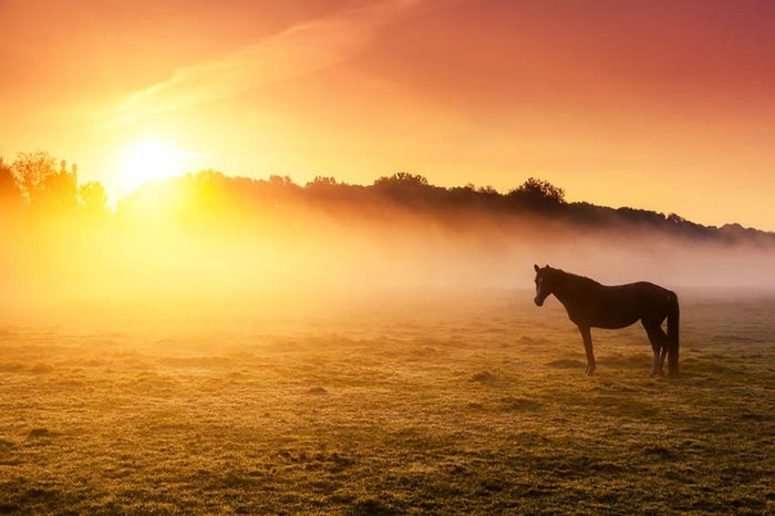 Arabian horses grazing on pasture at sundown in orange sunny beams. Dramatic foggy scene Wall Mural Wallpaper
