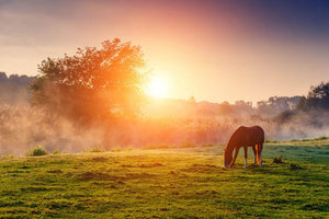 Arabian horses grazing on pasture at sundown in orange sunny beams Wall Mural Wallpaper - Canvas Art Rocks - 1