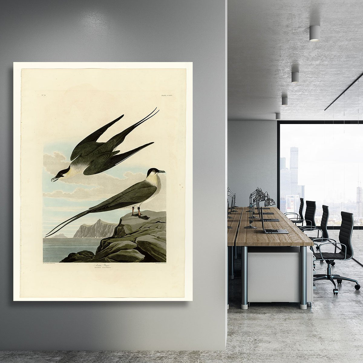 Arctic Yager by Audubon Canvas Print or Poster