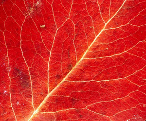 Autumn leaf Wall Mural Wallpaper - Canvas Art Rocks - 1