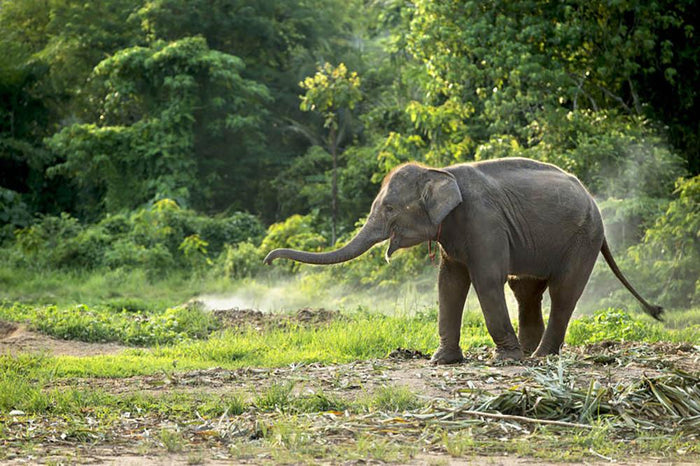 Baby elephant enjoy in open zoo Wall Mural Wallpaper
