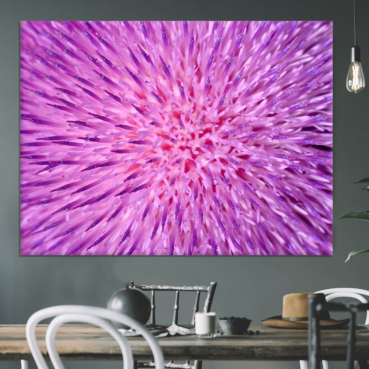 Background of thistle flower Canvas Print or Poster