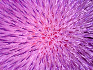 Background of thistle flower Wall Mural Wallpaper - Canvas Art Rocks - 1