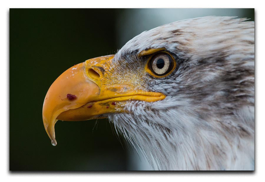 Bald Eagle Canvas Print - Canvas Art Rocks - 1