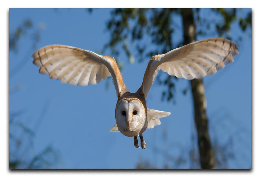 Barn Owl Print - Canvas Art Rocks - 1