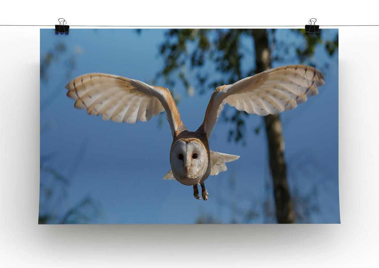 Barn Owl Print - Canvas Art Rocks - 2