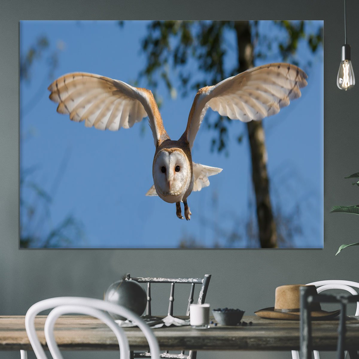 Barn Owl Canvas Print or Poster