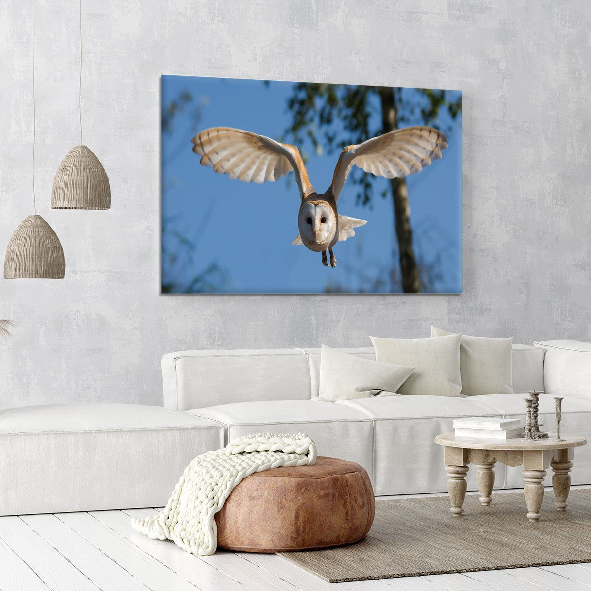 Barn Owl Canvas Print or Poster