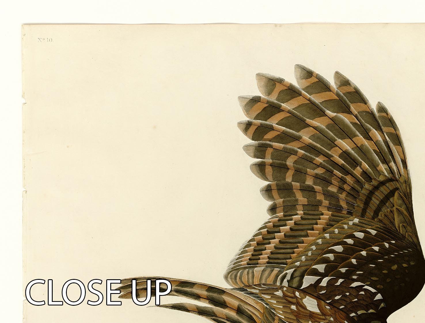 Barred Owl by Audubon 3 Split Panel Canvas Print - Canvas Art Rocks - 3