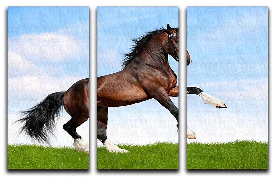 Bay horse running in field 3 Split Panel Canvas Print - Canvas Art Rocks - 1
