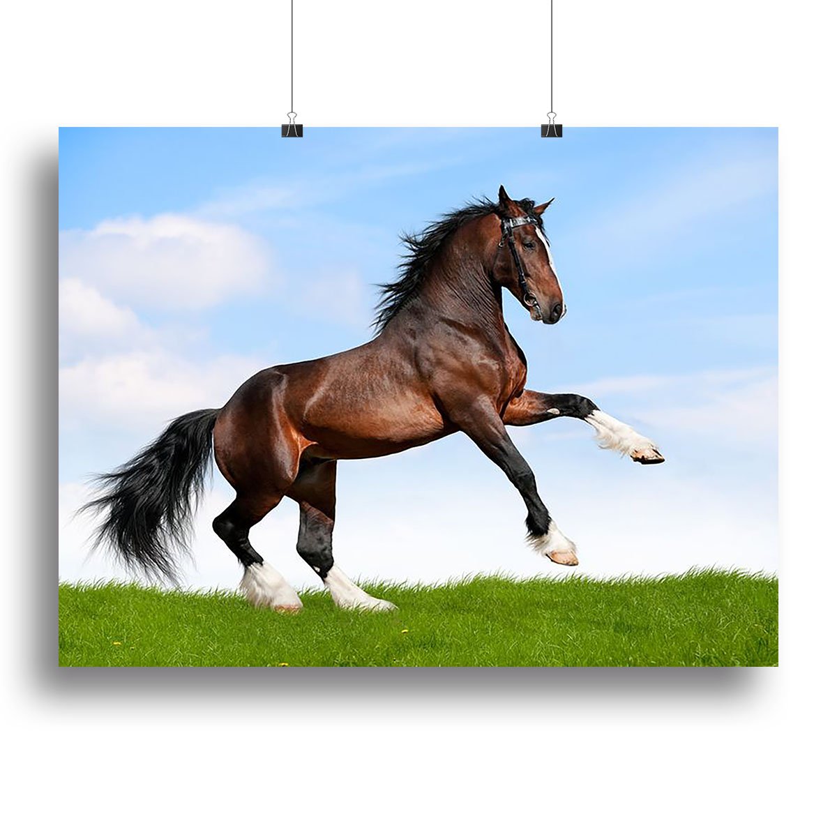 Bay horse running in field Canvas Print or Poster