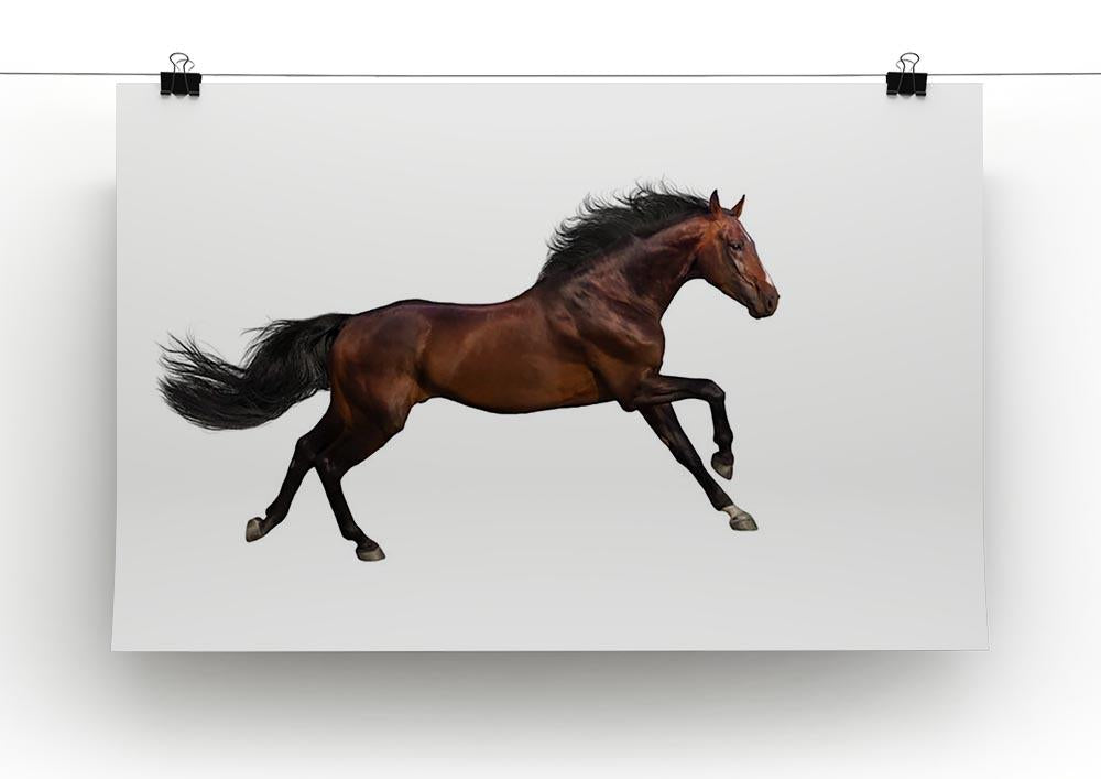 Bay stallion run Canvas Print or Poster - Canvas Art Rocks - 2