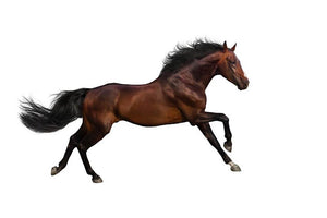 Bay stallion run Wall Mural Wallpaper - Canvas Art Rocks - 1