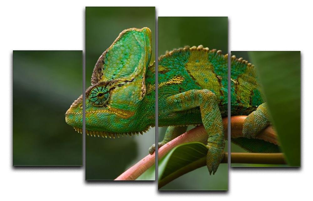 Beaitiful green Jemen chameleon 4 Split Panel Canvas - Canvas Art Rocks - 1