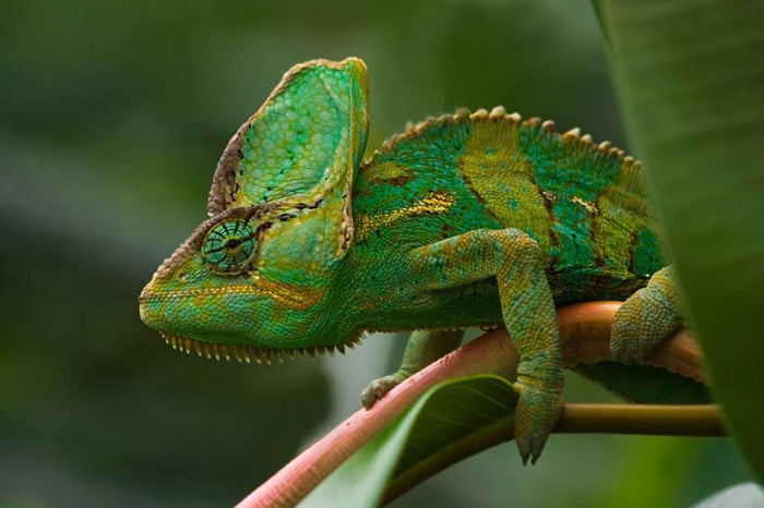 Beaitiful green Jemen chameleon Wall Mural Wallpaper