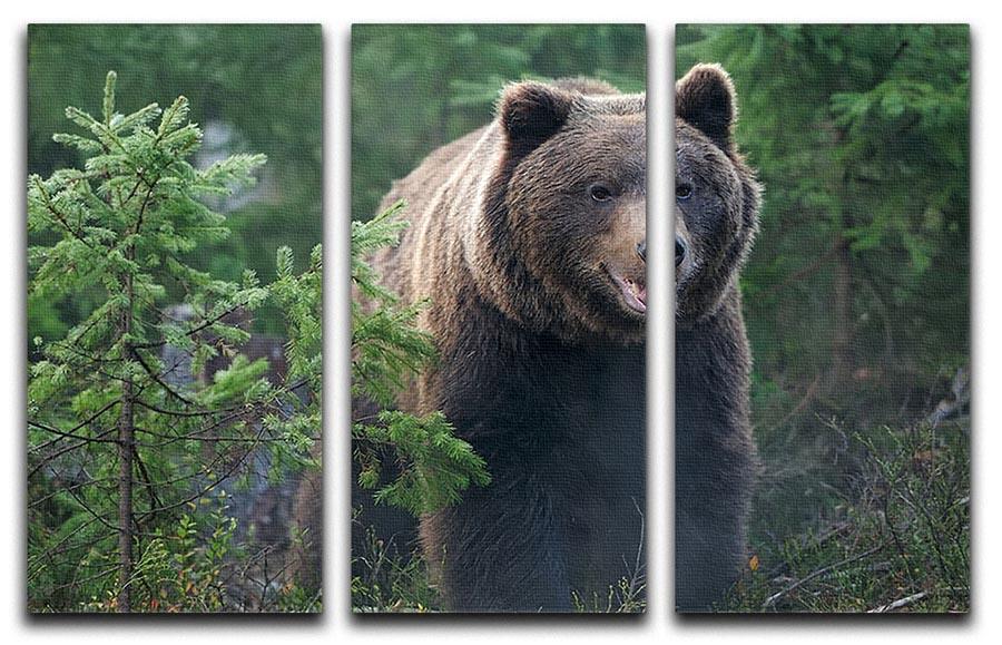 Bear in forest 3 Split Panel Canvas Print - Canvas Art Rocks - 1