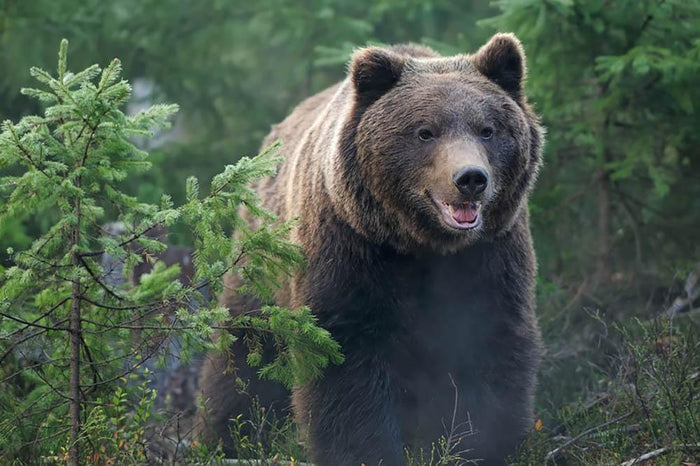 Bear in forest Wall Mural Wallpaper