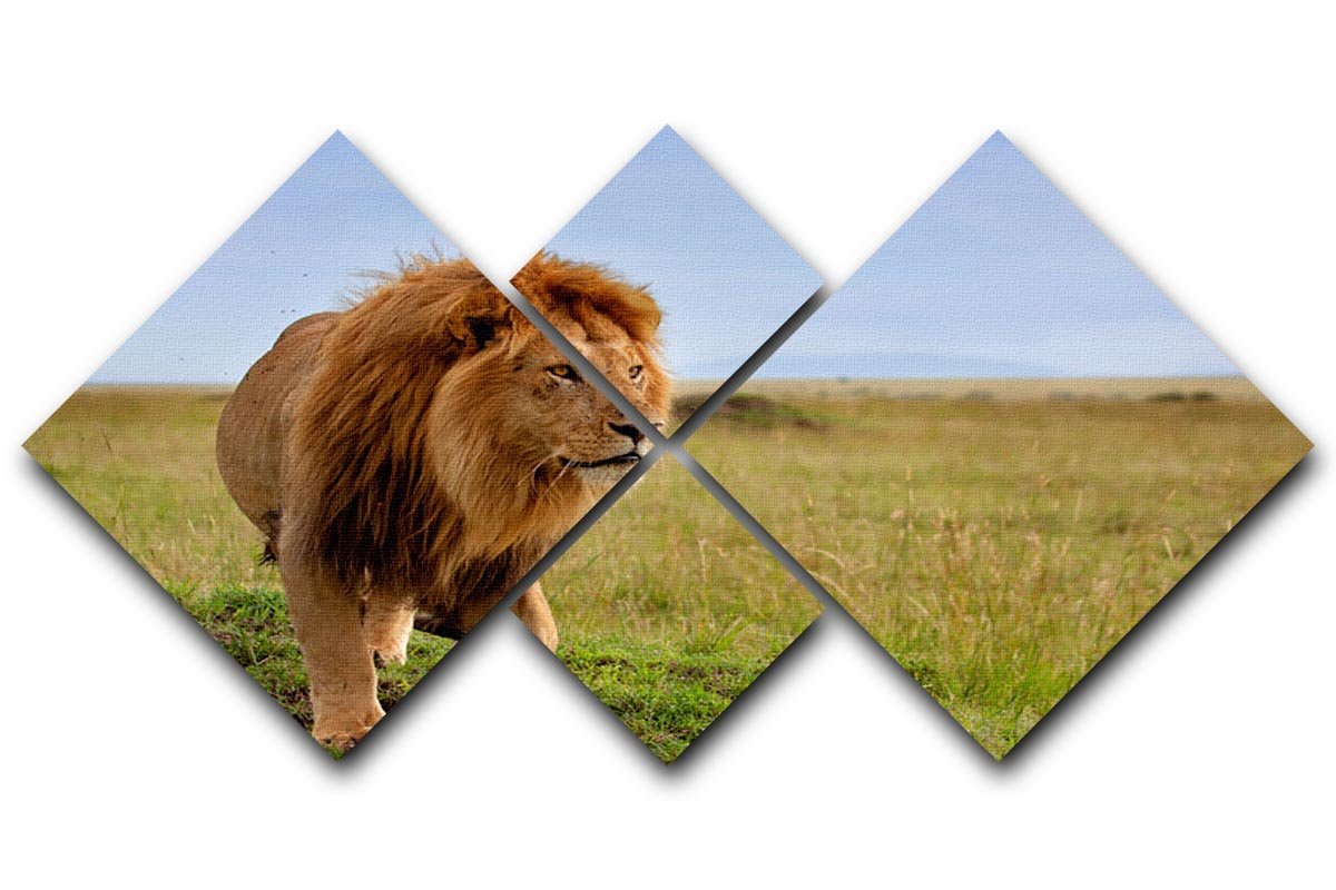 Beautiful Lion Long in Masai Mara 4 Square Multi Panel Canvas - Canvas Art Rocks - 1