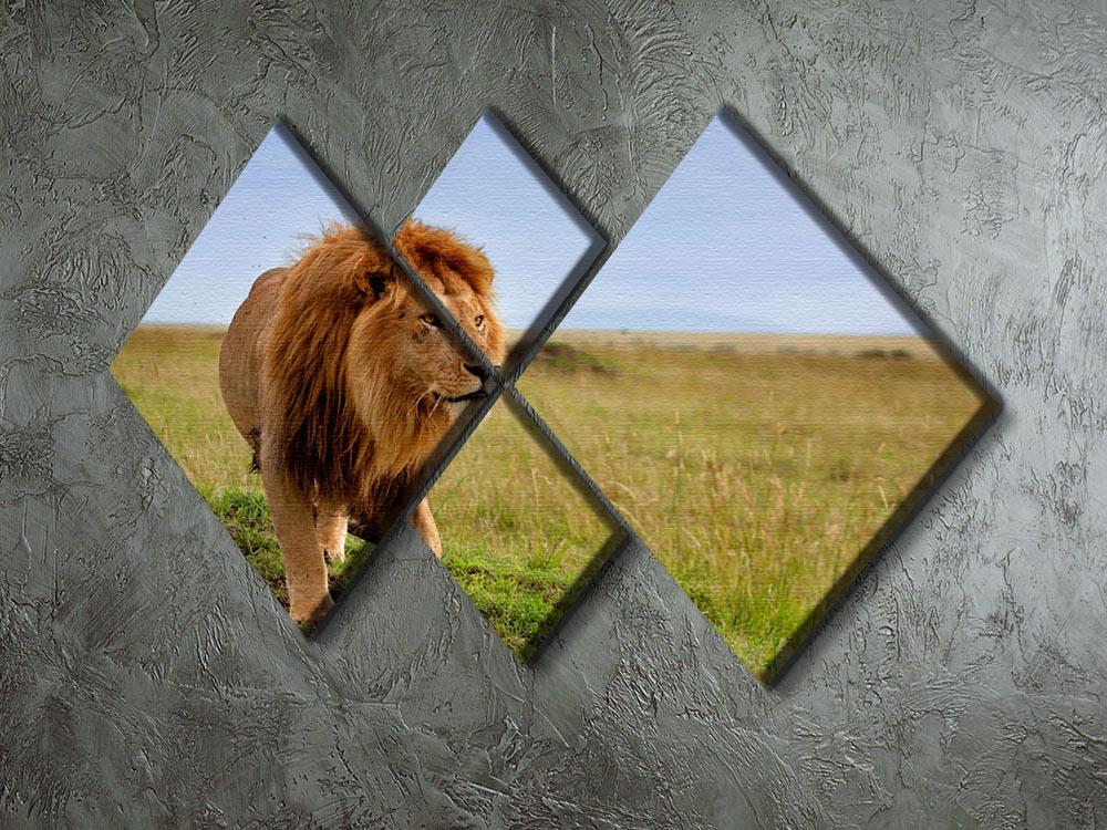 Beautiful Lion Long in Masai Mara 4 Square Multi Panel Canvas - Canvas Art Rocks - 2