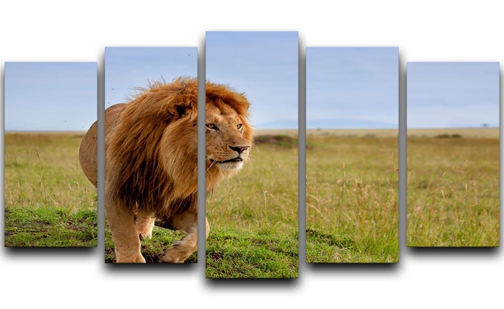 Beautiful Lion Long in Masai Mara 5 Split Panel Canvas - Canvas Art Rocks - 1